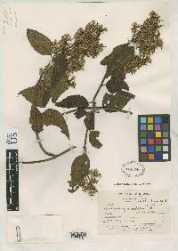 Image of Mikania granulata
