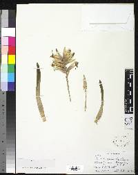 Image of Vriesea carinata