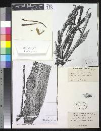 Image of Pitcairnia elongata