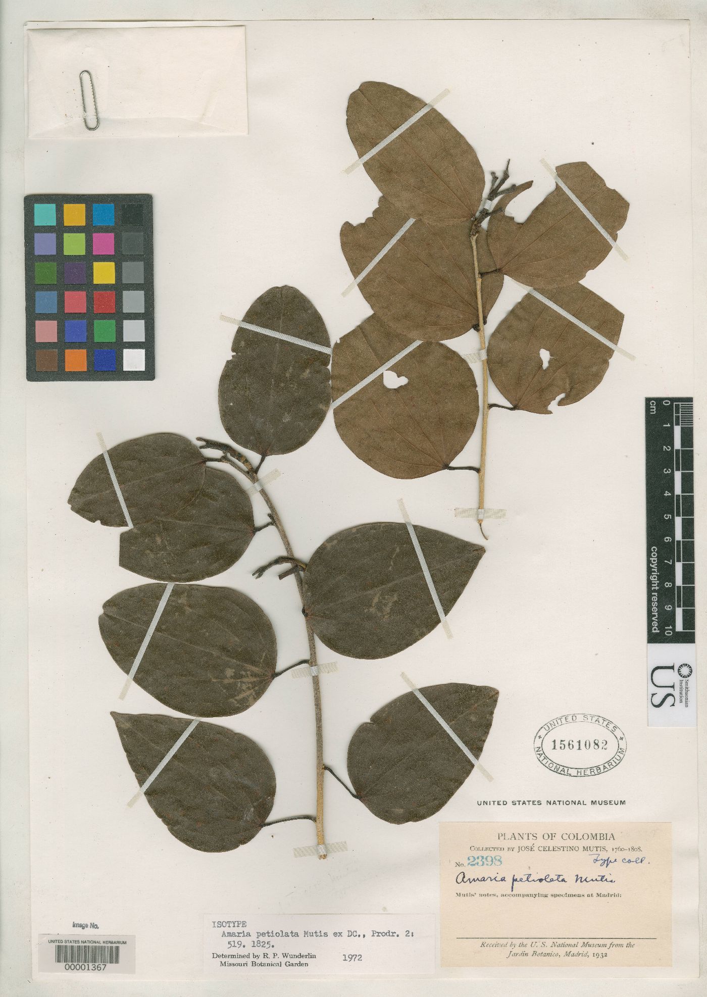 Bauhinia petiolata image