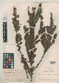 Image of Phyllanthus dictyospermus