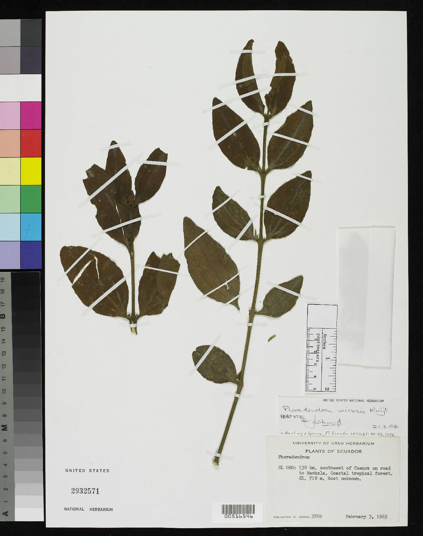 Phoradendron wiensii image