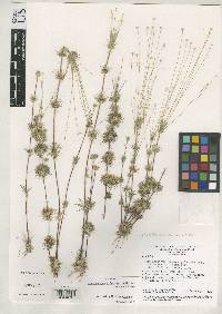 Image of Syngonanthus grao-mogolensis