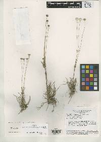 Image of Syngonanthus densifolius