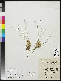 Paepalanthus dendroides image