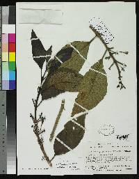 Aegiphila purpurascens image