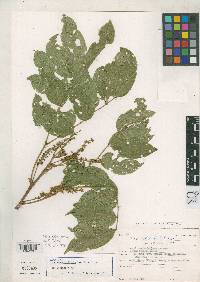 Image of Abarema centiflora