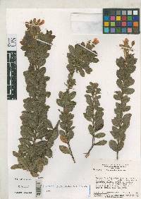Chamaecrista spinulosa image