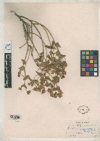 Euphorbia cymbiformis image