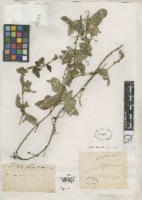 Passiflora exoperculata image