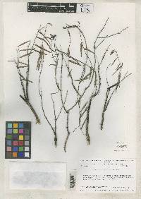 Image of Mabea linearifolia
