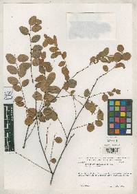 Image of Phyllanthus borjaensis