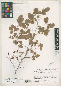 Image of Phyllanthus delicatissimus