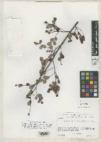 Phyllanthus myrsinites image