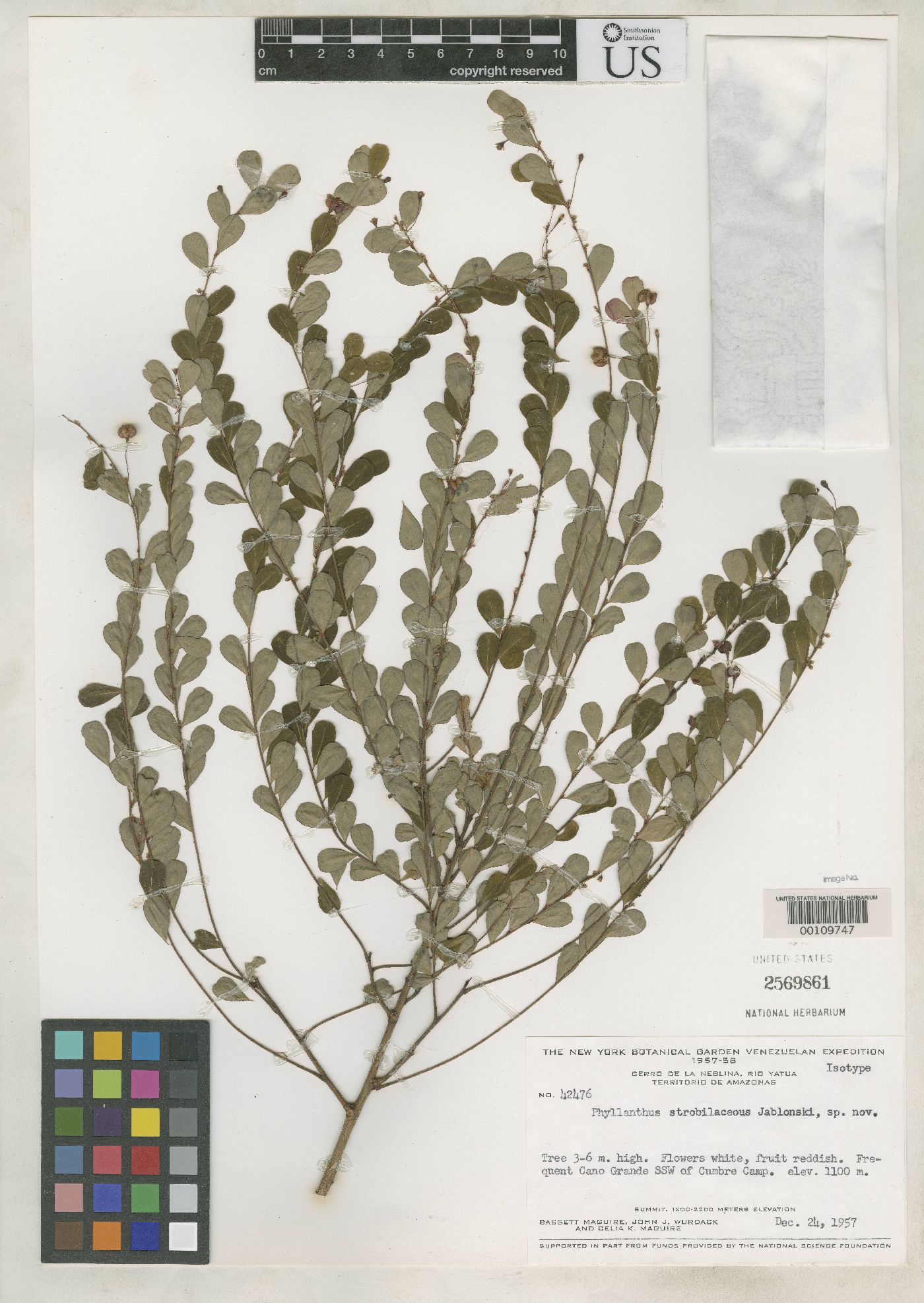 Phyllanthus strobilaceus image
