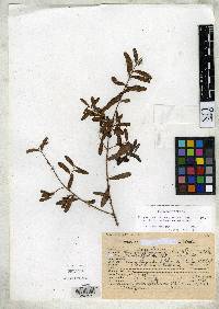 Chrysophyllum marginatum subsp. marginatum image