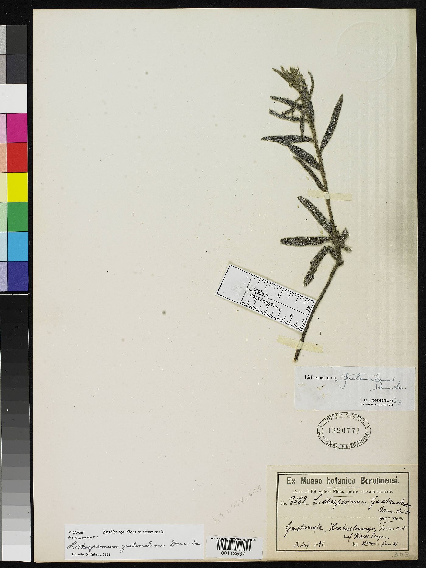Lithospermum guatemalense image