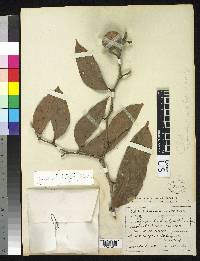 Copaifera hemitomophylla image