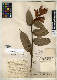 Cavendishia longiflora image