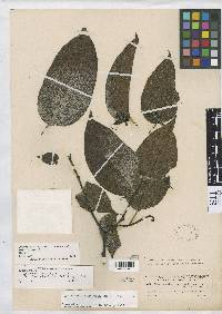 Cyphomandra heterophylla image