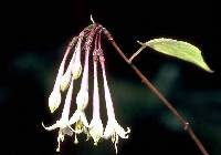 Image of Fuchsia pilaloensis