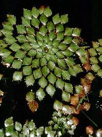 Ludwigia sedoides image