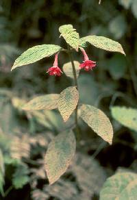 Image of Fuchsia scabriuscula