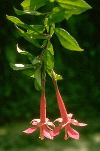 Image of Fuchsia corollata