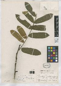 Swartzia grandifolia image