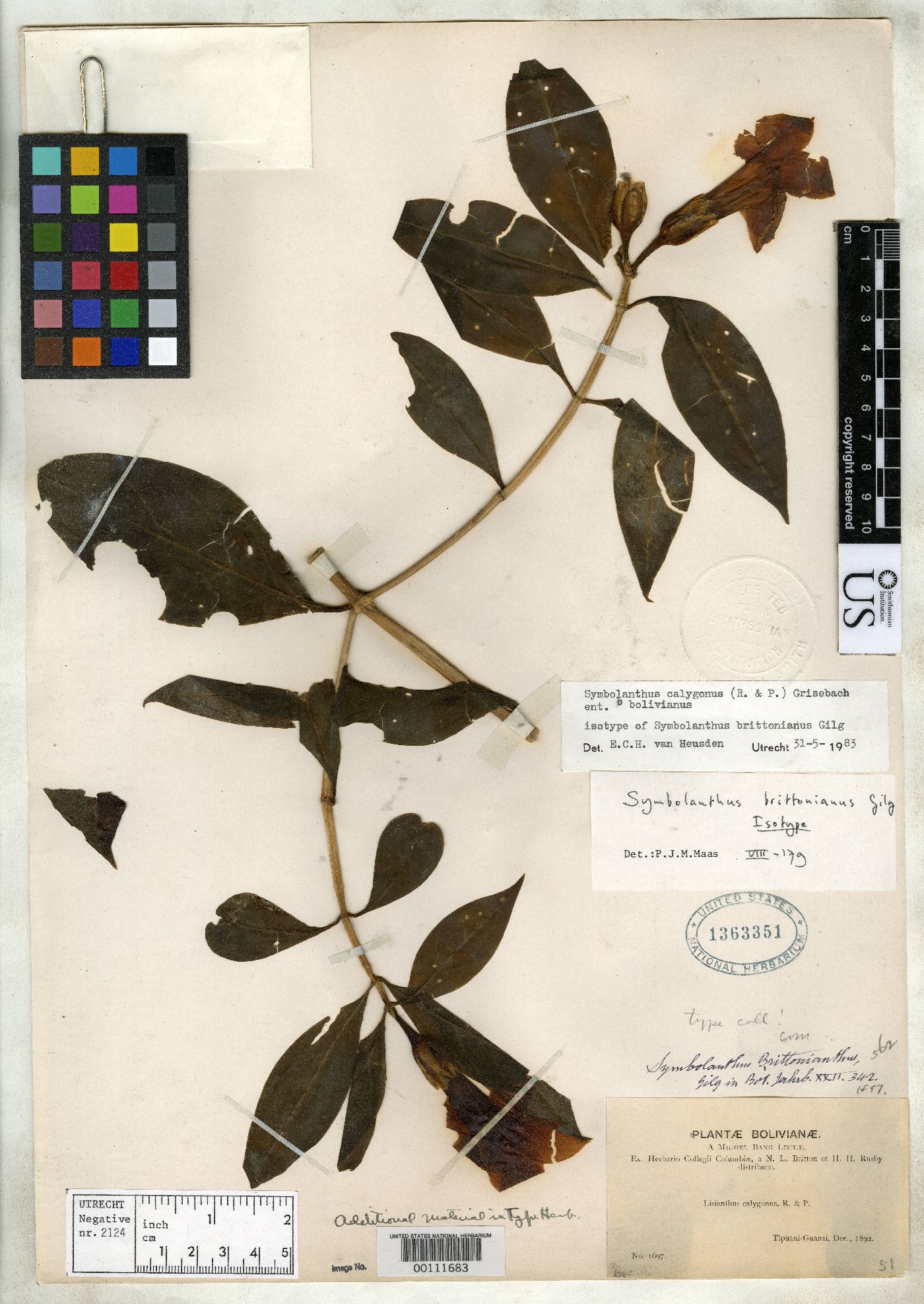 Symbolanthus brittonianus image