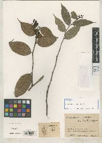Image of Cavendishia violacea