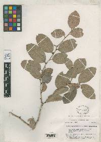 Image of Monteverdia planifolia
