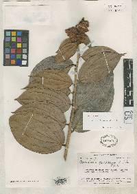 Image of Cavendishia zamorensis