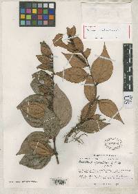 Image of Macleania recumbens