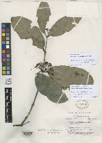 Image of Cheiloclinium gleasonianum