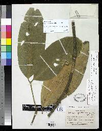 Image of Salacia spectabilis