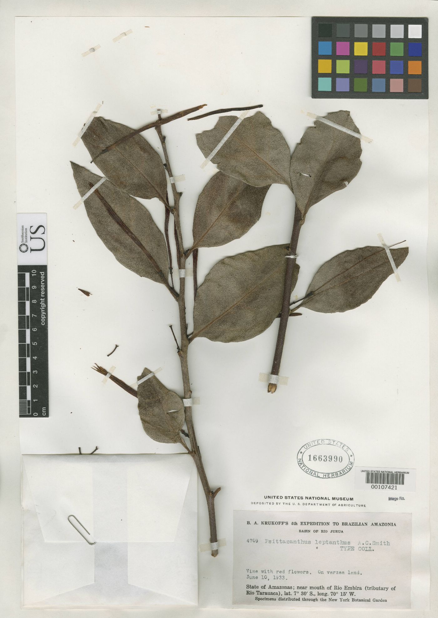 Psittacanthus leptanthus image