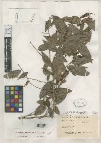 Chrysophyllum acreanum image