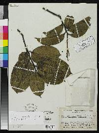 Image of Allantoma pachyantha