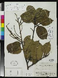 Allantoma pachyantha image