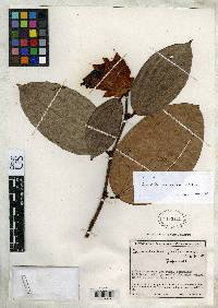 Image of Cavendishia cuatrecasasii