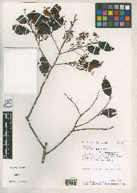 Image of Prunus fortunensis