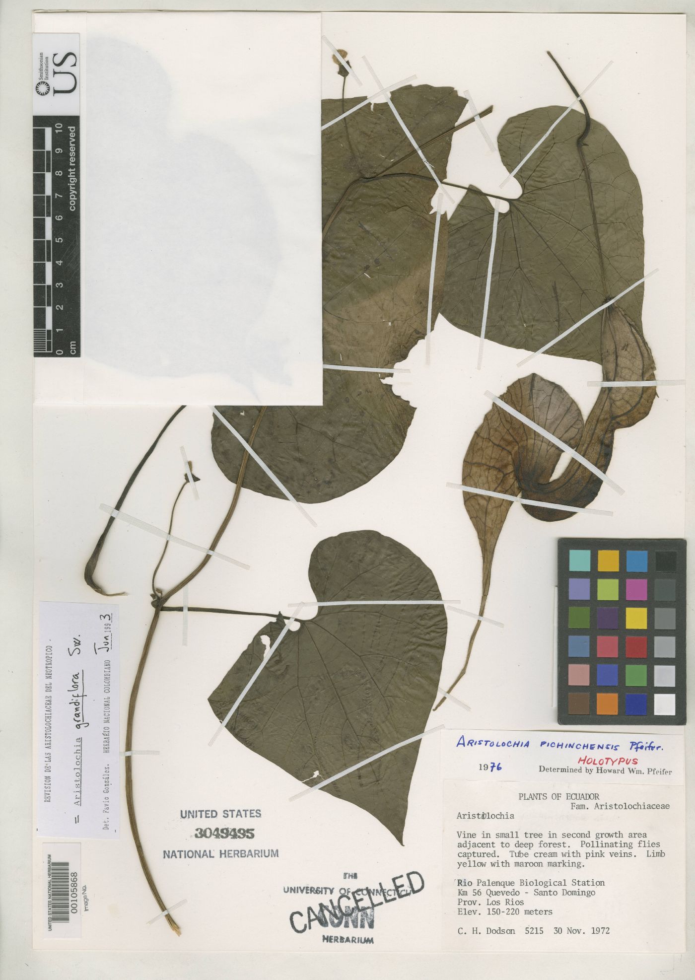 Aristolochia pichinchensis image