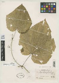 Image of Cyclanthera phyllantha