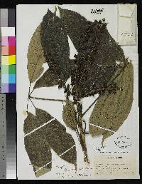 Image of Schefflera blepharidophylla