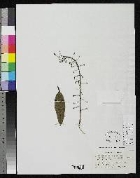 Image of Schefflera elachistocephala