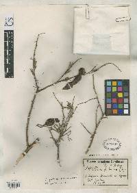 Image of Acacia fiebrigii