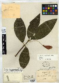 Columnea oblongifolia image