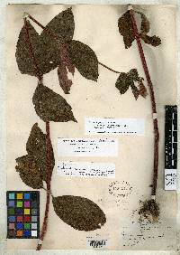 Image of Seemannia purpurascens