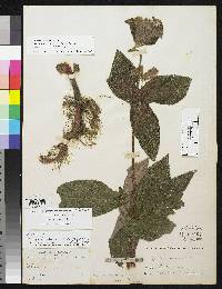 Seemannia purpurascens image